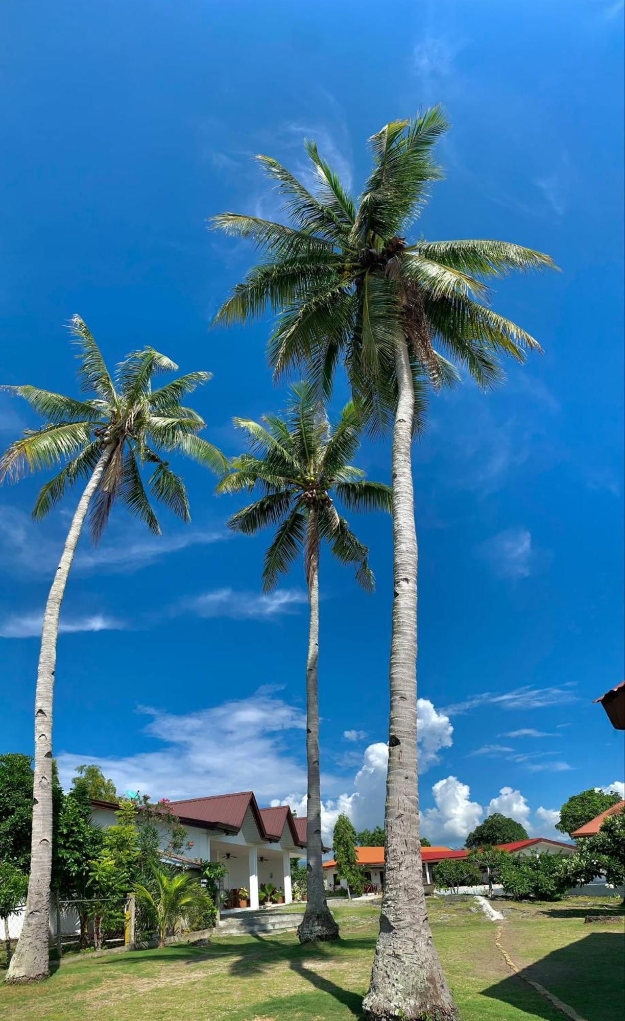 Tauig Beach Resort Moalboal Exteriör bild